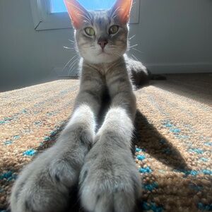 Meet your Posher, Gummy